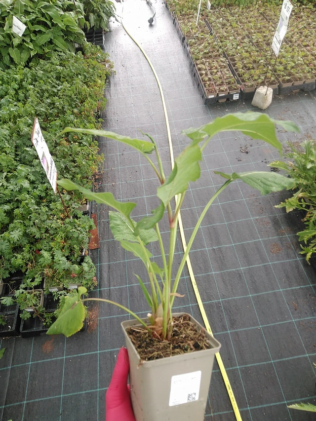 Knotweed Fat Domino - 7. 7. 2025