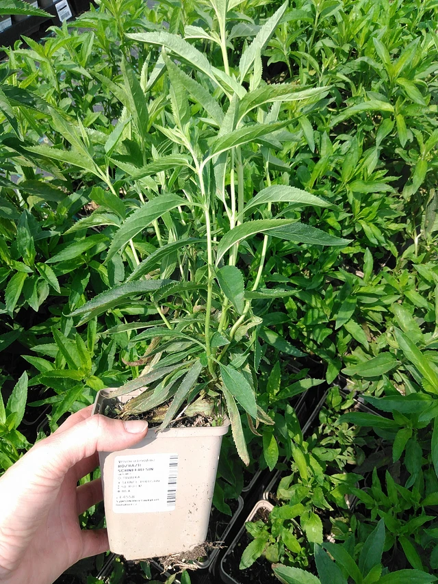 Verónica Schneeriesin - 9. 6. 2025