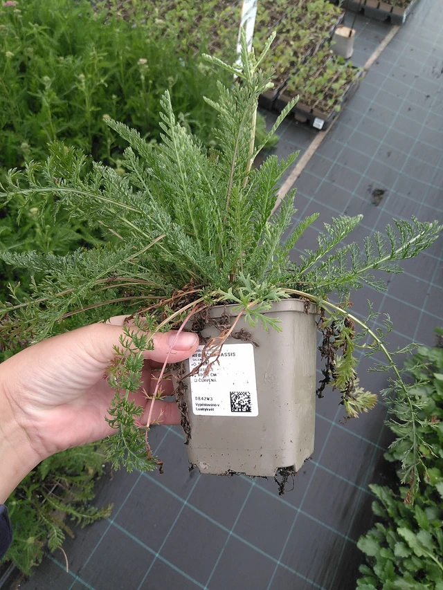 Milenrama Cerise Queen - 11. 7. 2025