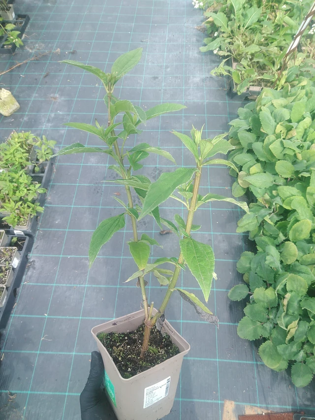 Girasol Lemon Queen - 10. 9. 2025