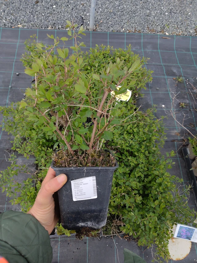 Pámelník Magical Ruby Giant - 21. 4. 2026