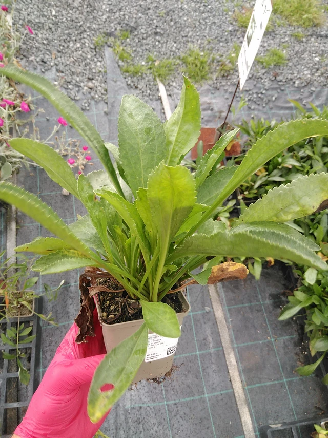 Kopretina Polaris - 29. 7. 2025