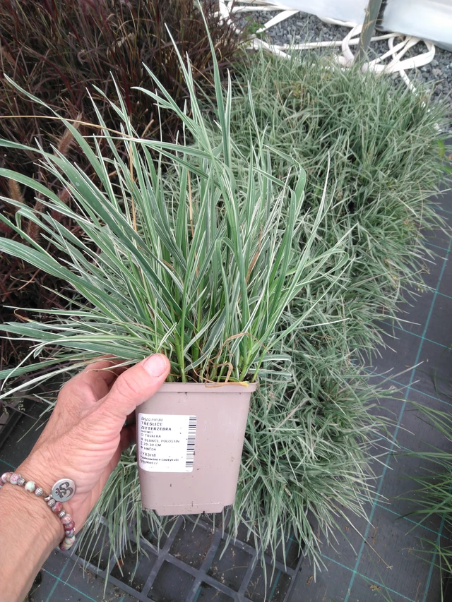 Třeslice Zitterzebra - 2024