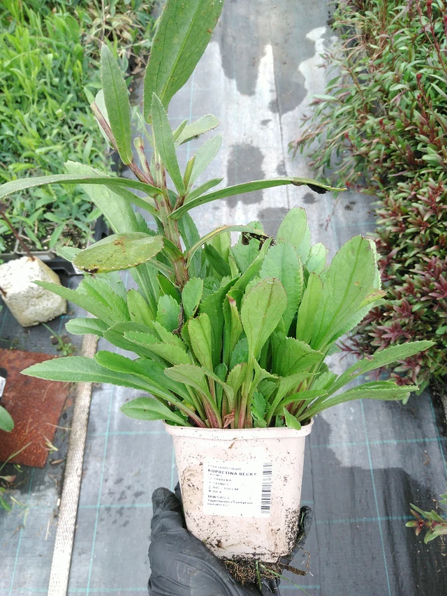 Kopretina Becky - 10. 9. 2025