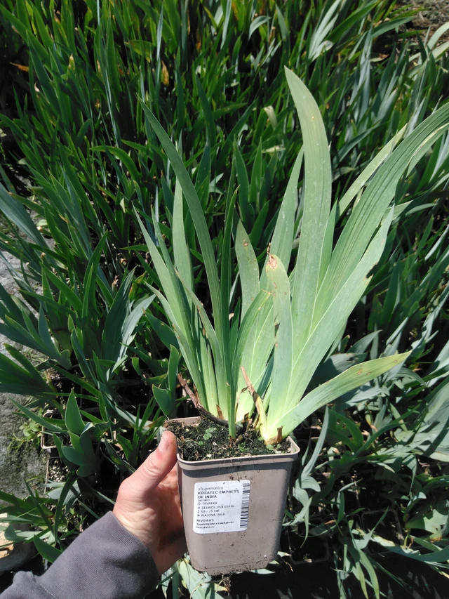 Iiris Empress of India - 13. 5. 2025