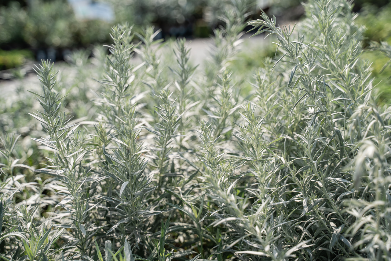 Pelyněk Ludvíkův Silver Queen, Loukykvět