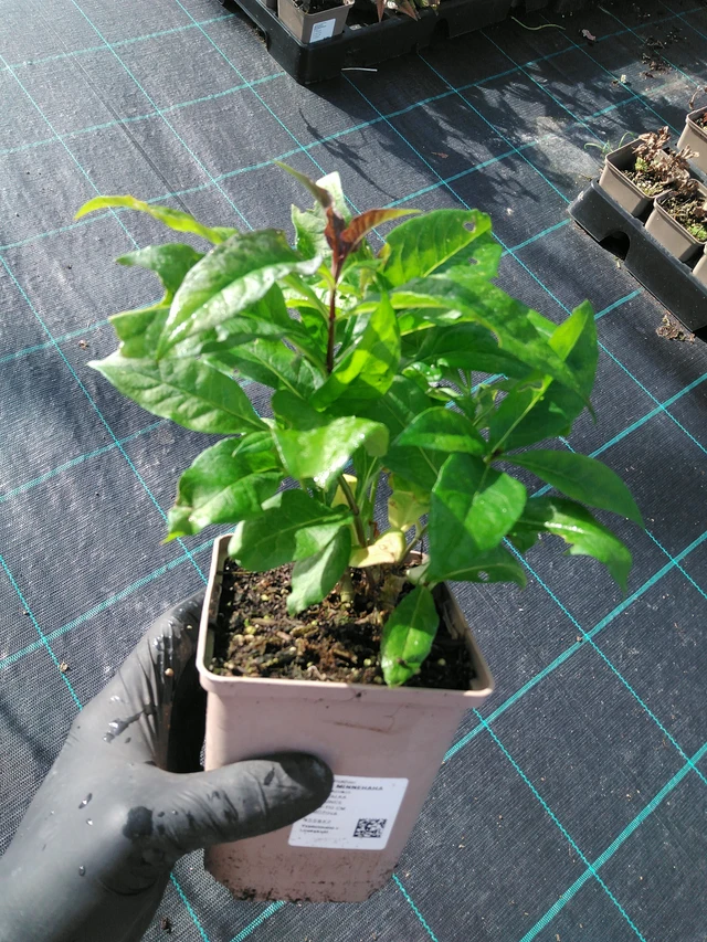 Flox Minnehaha - 31. 10. 2025