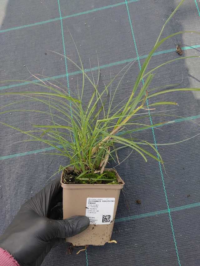 Ozdobnice Yakushima Dwarf - 11. 9. 2025