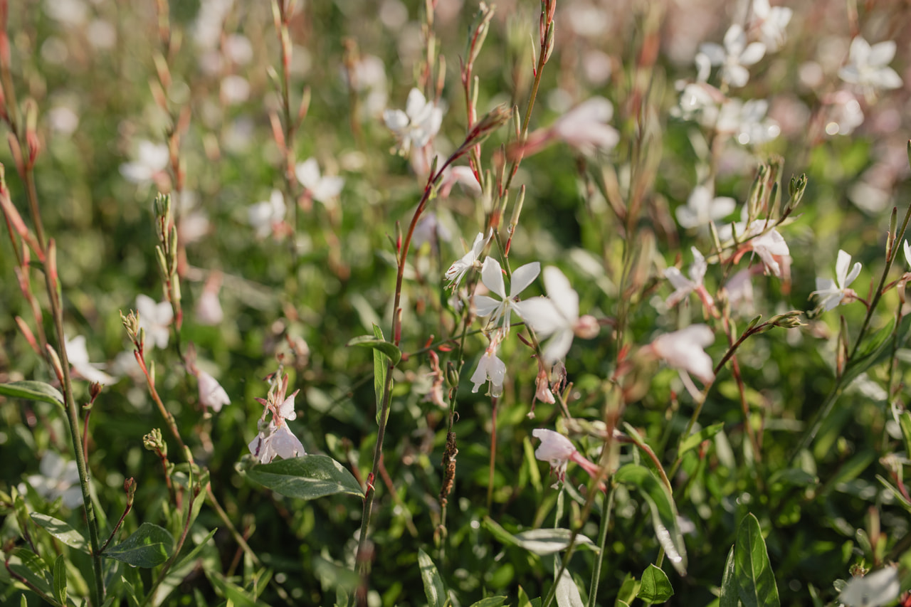 Prachtkerze Whirling Butterflies, Loukykvět