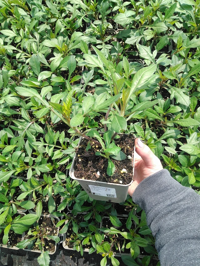 Cosmos Eclipse - 9. 6. 2025