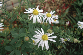 Astra japonská Mon Jardin, Loukykvět