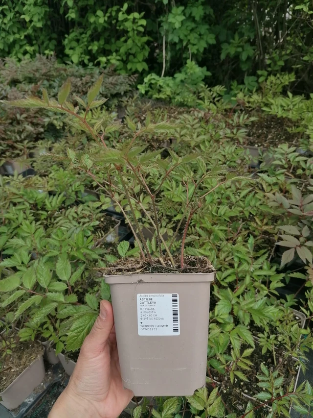 Astilbe Cattleya - 2024