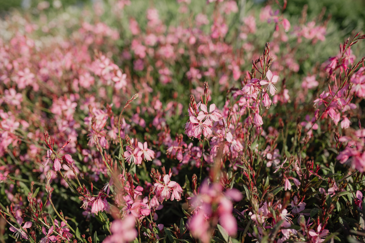 Svíčkovec Siskiyou Pink, Loukykvět