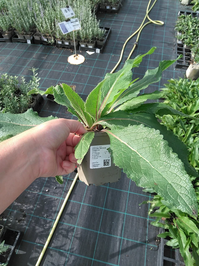 Tähkylä Sixteen Candles - 11. 7. 2025