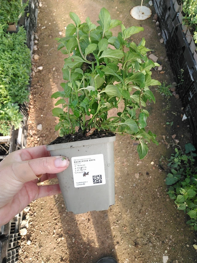 Menta albahaca - 19. 8. 2025