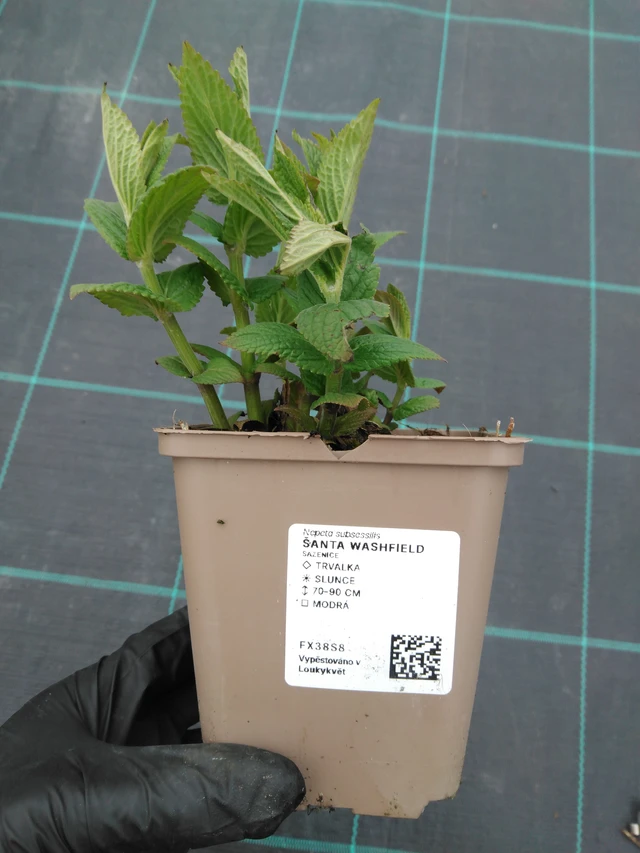 Népéta Washfield - 1. 4. 2026