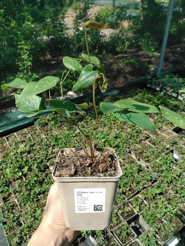 Epimedium Pretty in Pink - 13. 5. 2025