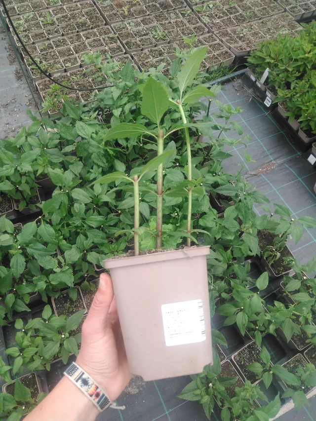 Punavirma Baby Joe - 2024