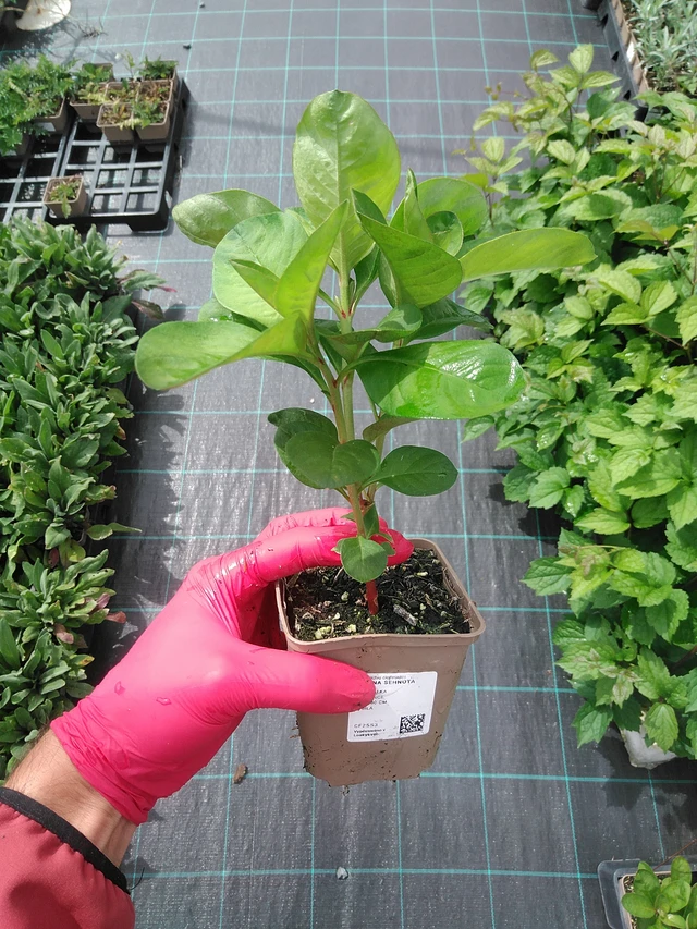 Lisimaquia curvada - 29. 7. 2025