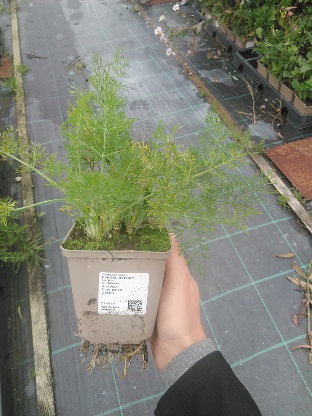 Common fennel - 10. 10. 2025