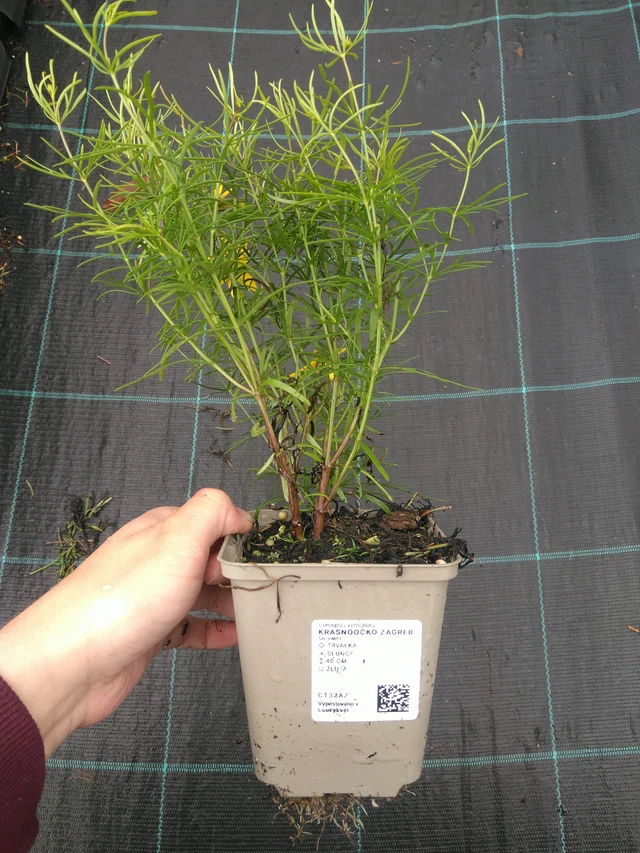 Tickseed Zagreb - 11. 7. 2025