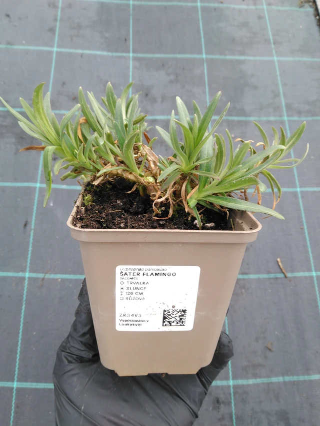 Fátyolvirág Flamingo - 1. 4. 2026