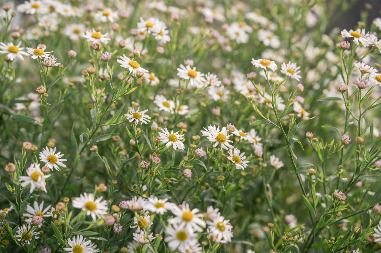 Boltonia Snowbank, Loukykvět