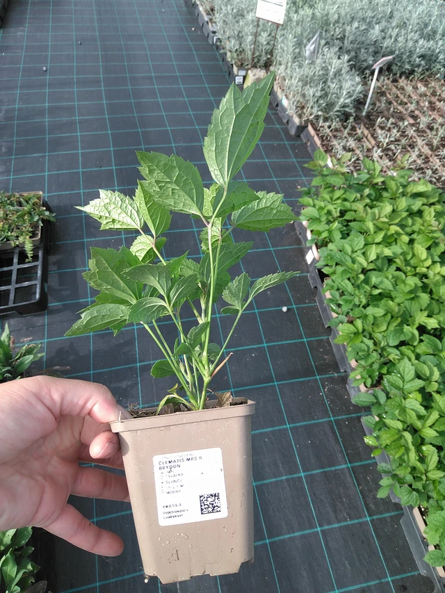 Clematis Mrs R. Brydon - 11. 7. 2025