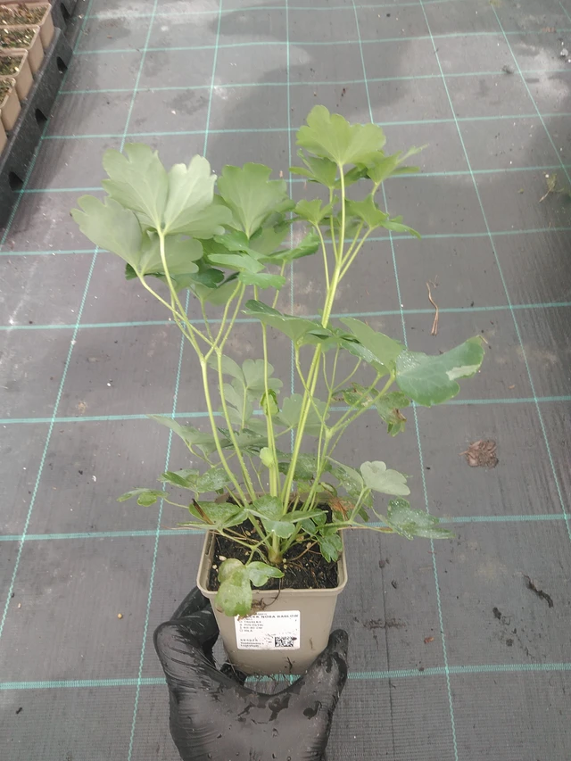 Akvileija Nora Barlow - 4. 8. 2025