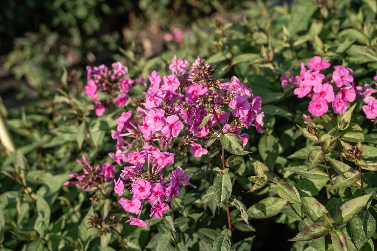 Lángvirág Winnetou, Loukykvět