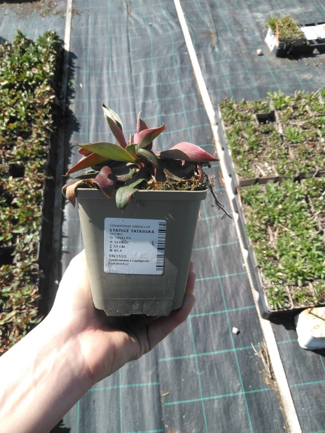 Statice tatarská - 3. 4. 2025