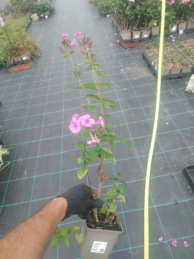 Flox Winnetou - 10. 9. 2025