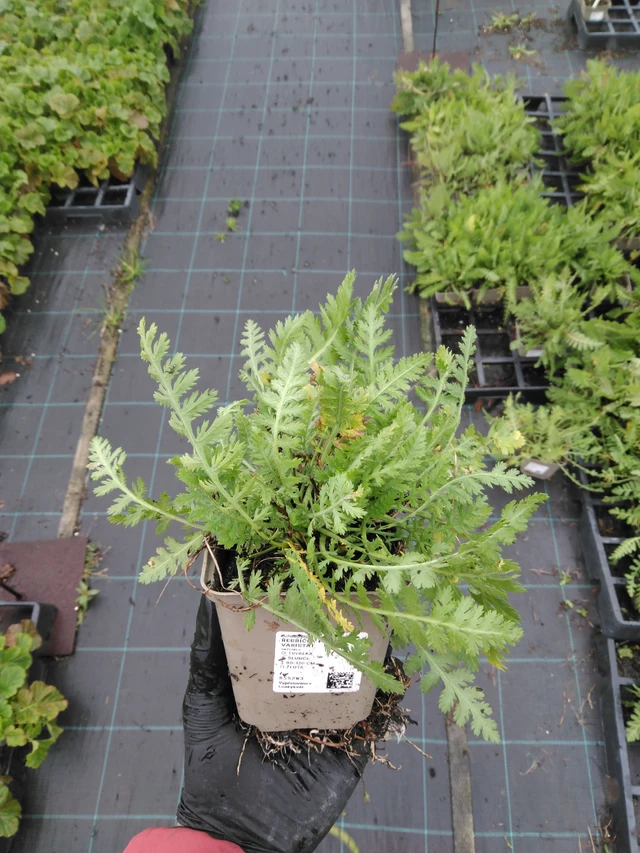 Achillée Parkers Varietät - 23. 10. 2025