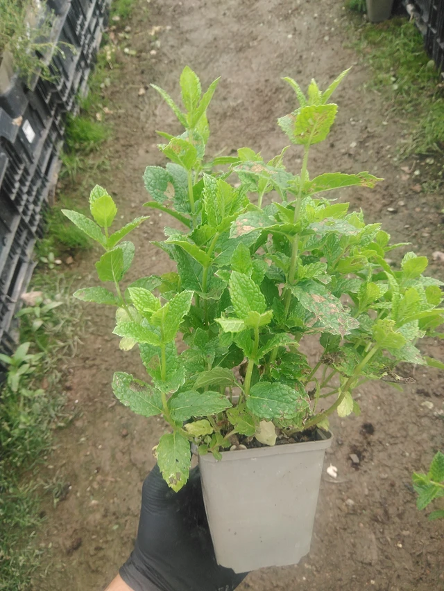 Marocká máta - 10. 9. 2025