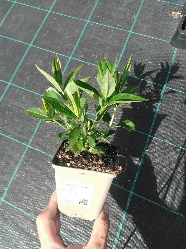 Flox Franz Schubert - 24. 6. 2025