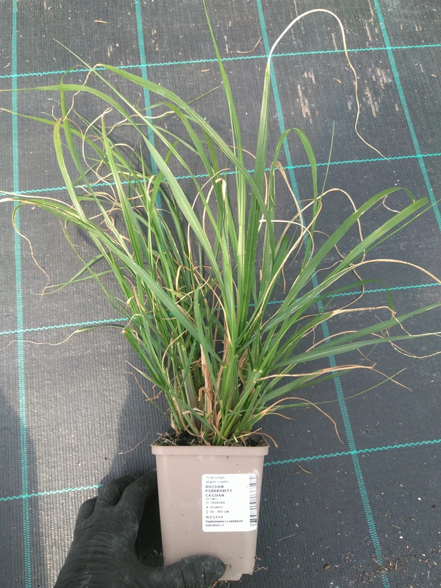 Pennisetum alopecuroides Cassian - 10. 7. 2025