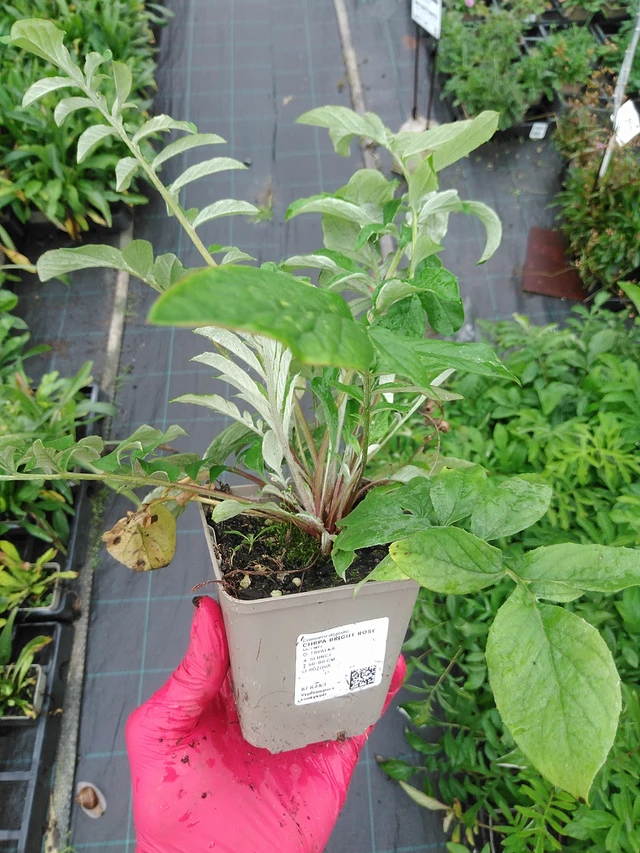 Aciano Bright Rose - 29. 7. 2025