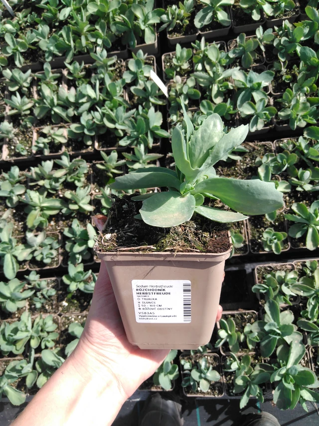 Rozchodník Herbstfreude - 2024