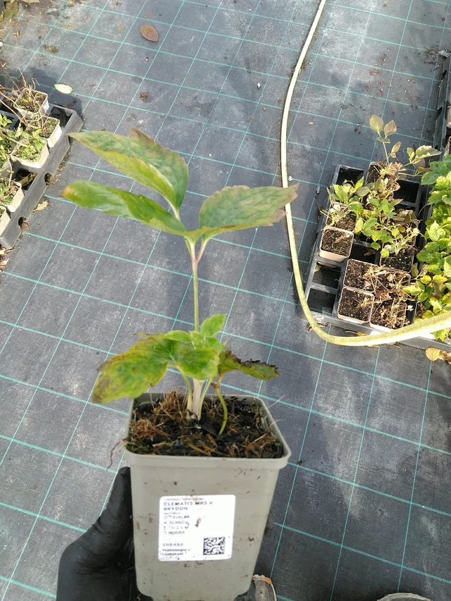 Clematis Mrs R. Brydon - 31. 10. 2025