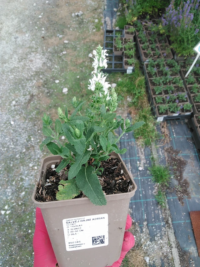 Salvia Adrian - 7. 7. 2025