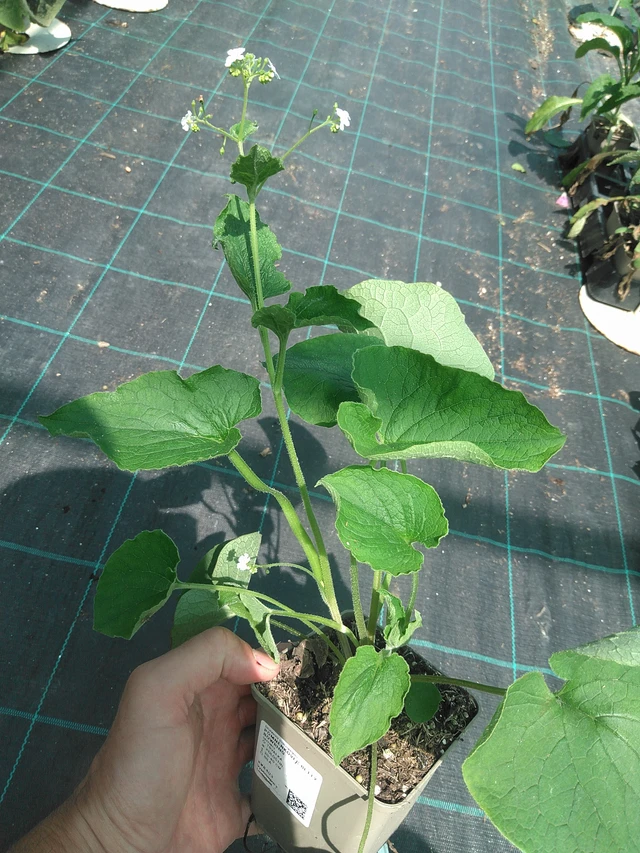 Pomněnkovec Betty Bowring - 24. 6. 2025