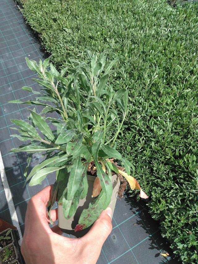 Svíčkovec - 24. 6. 2025