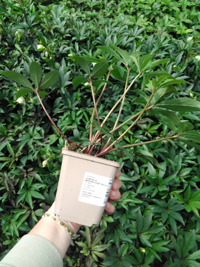 Hellebore Magnificent Bells - 2024