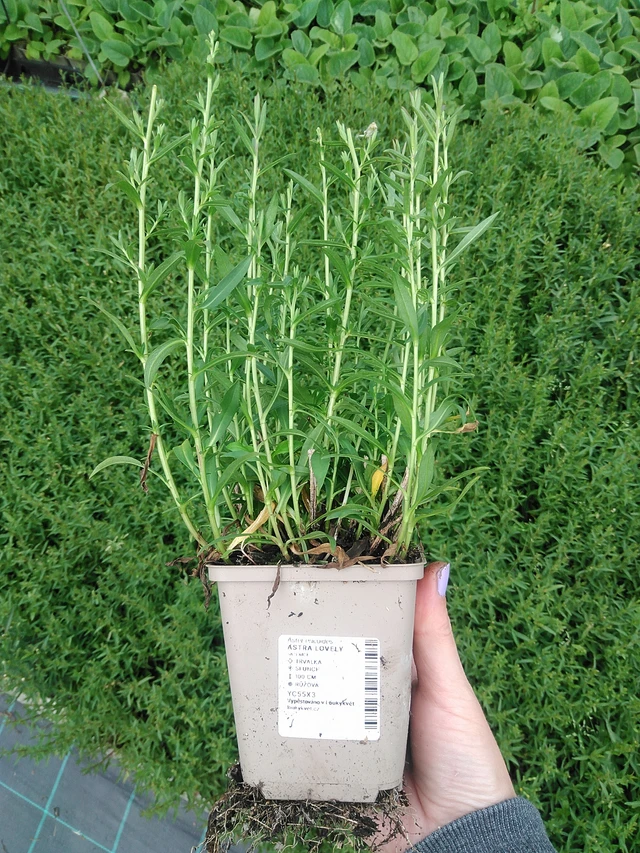 Asta Lovely - 9. 6. 2025