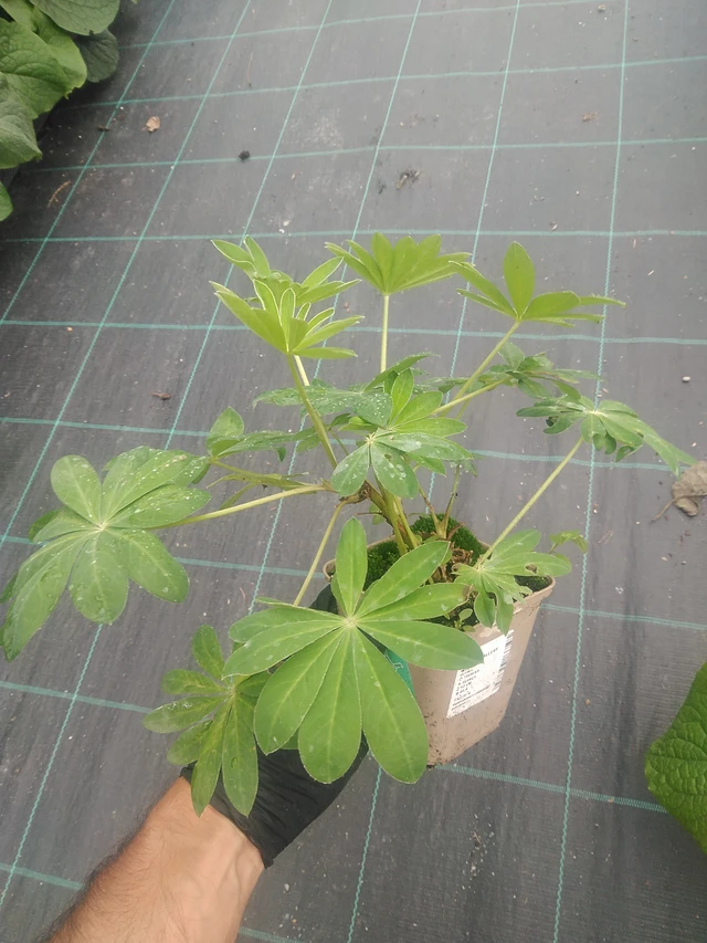 Altramuz Gallery White - 10. 9. 2025