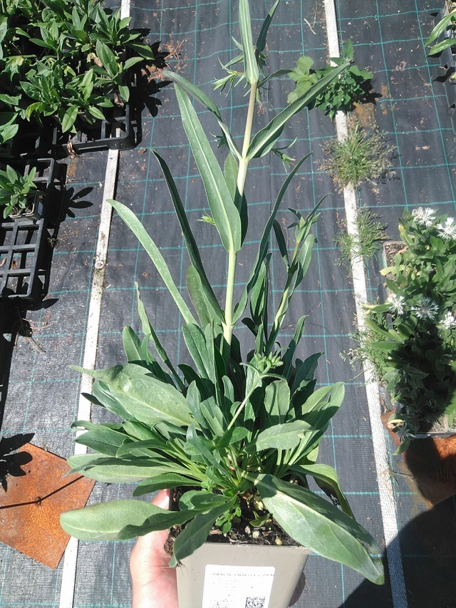 Flor de dragón Twizzle Coral - 1. 7. 2025