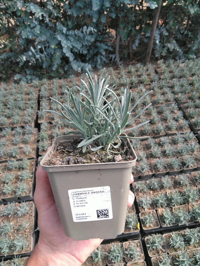 Lavender Grosso - 20. 6. 2025