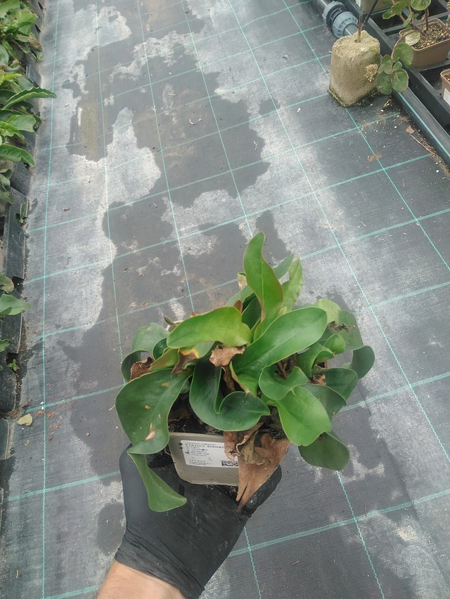 Statice latifolia - 10. 9. 2025