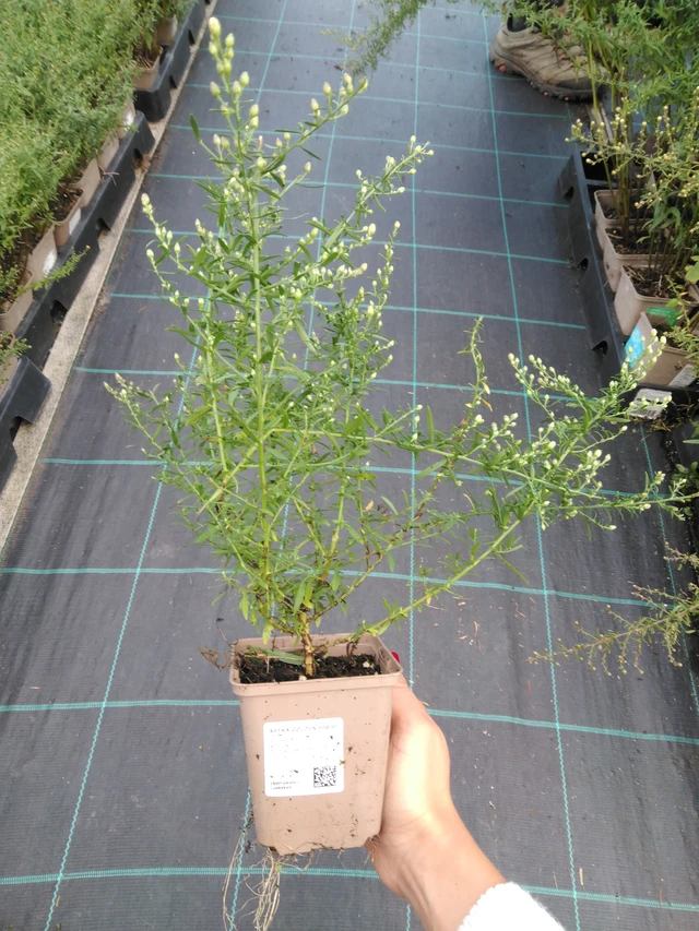 Asteri Golden Spray - 11. 9. 2025