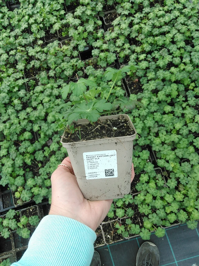 Kurjenpolvi kantabrijský Saint Ola - 9. 6. 2025